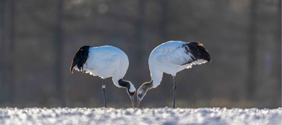 Red-crowned cranes · winter reference photo